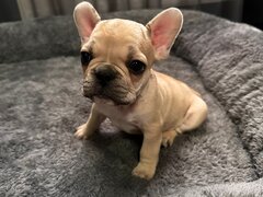 Catei Buldog francez