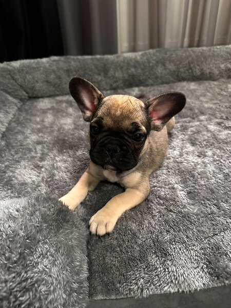Catei Buldog francez