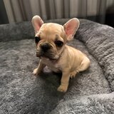 Catei Buldog francez
